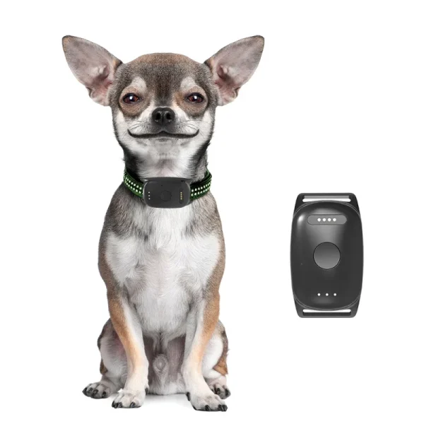 pet21 Family Circle PetLink